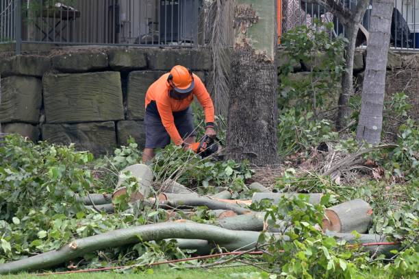 Best Commercial Tree Services  in El Lago, TX