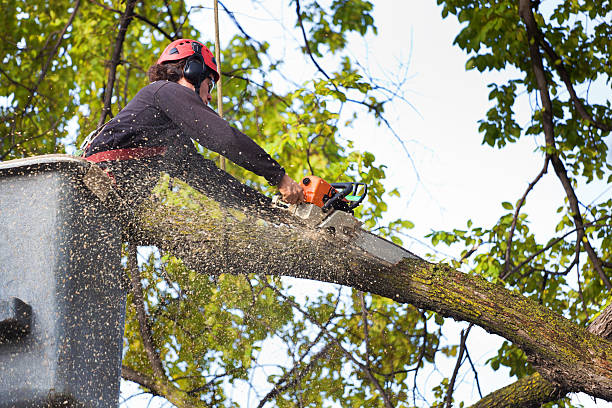 Best Tree Health Inspection  in El Lago, TX